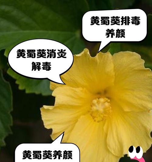 怎么摘叶蜀葵？蜀葵摘叶后如何护理？