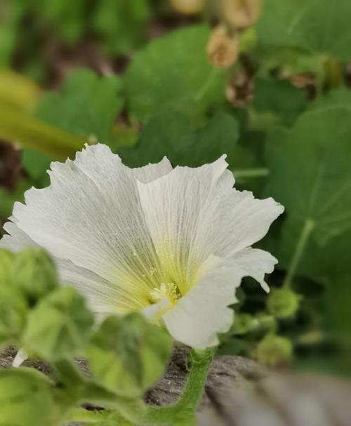 怎么摘叶蜀葵？蜀葵摘叶后如何护理？