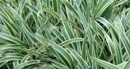 三角琉璃莲分株方法及注意事项？