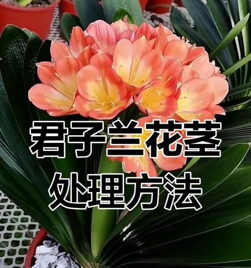 君子兰叶子修剪技巧有哪些？