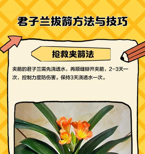 君子兰叶子修剪技巧有哪些？
