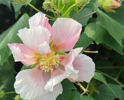 木芙蓉繁殖方法有哪些？