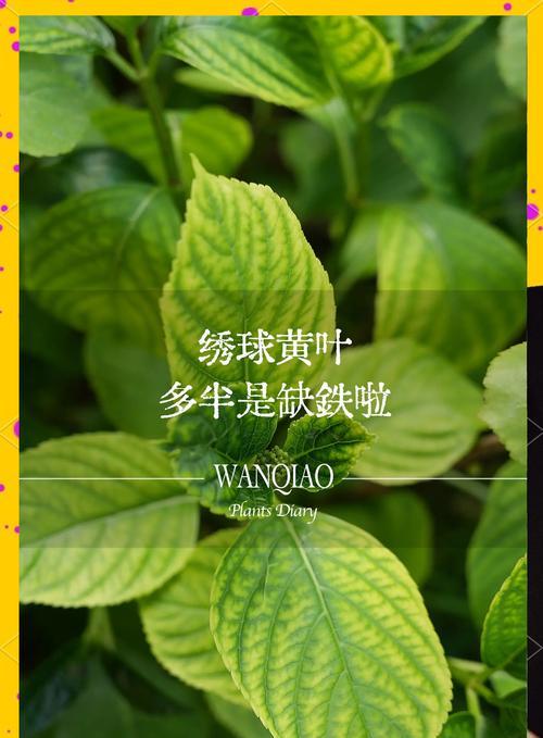 绿叶花叶子发黄的处理方法是什么？