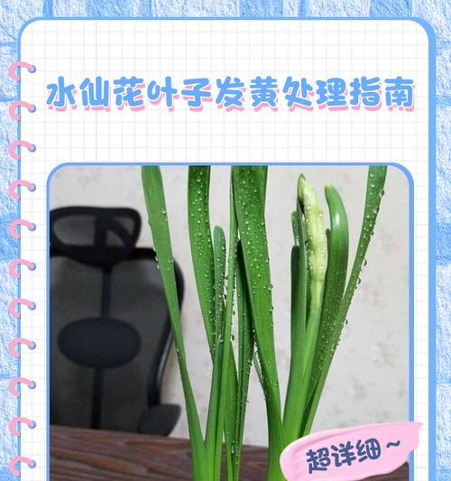 绿叶花叶子发黄的处理方法是什么？