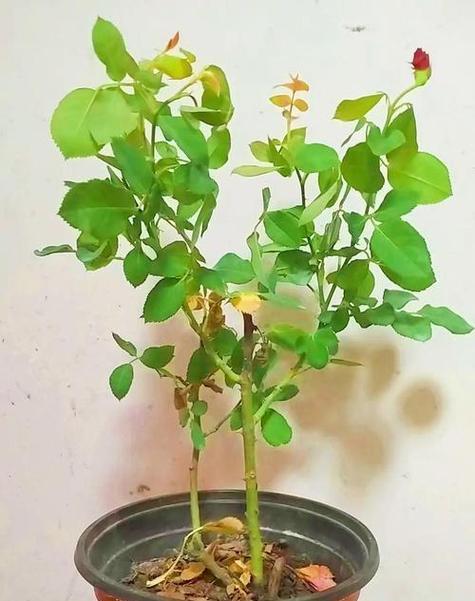 自制花肥的正确方法是什么？