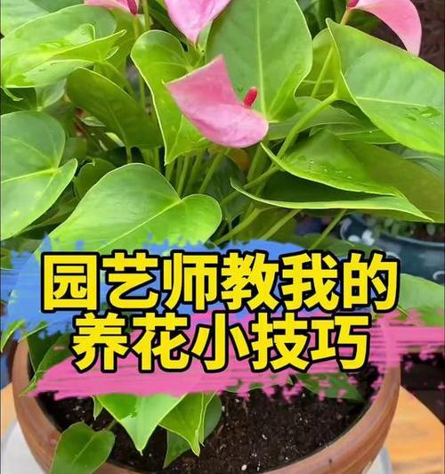 自制花肥的正确方法是什么？