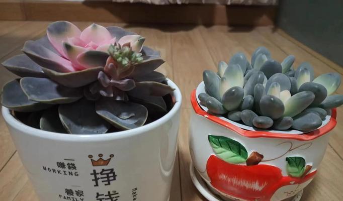 姬星美人夏天养护技巧是什么？