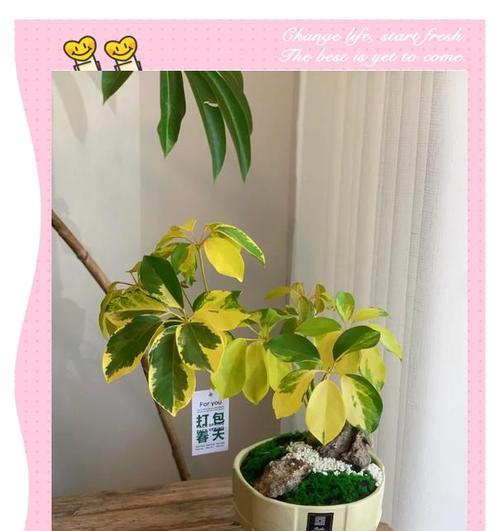 鹅掌柴繁殖插养方法是什么？