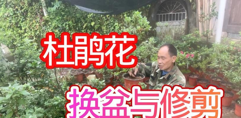 杜鹃花修剪的最佳时机和方法是什么？