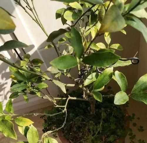 盆栽发黄怎么办？找出原因并恢复植物活力的方法？