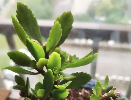 盆栽发黄怎么办？找出原因并恢复植物活力的方法？