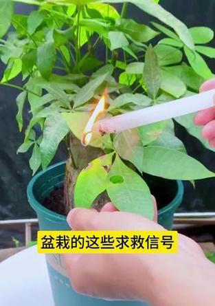 盆栽发黄怎么办？找出原因并恢复植物活力的方法？