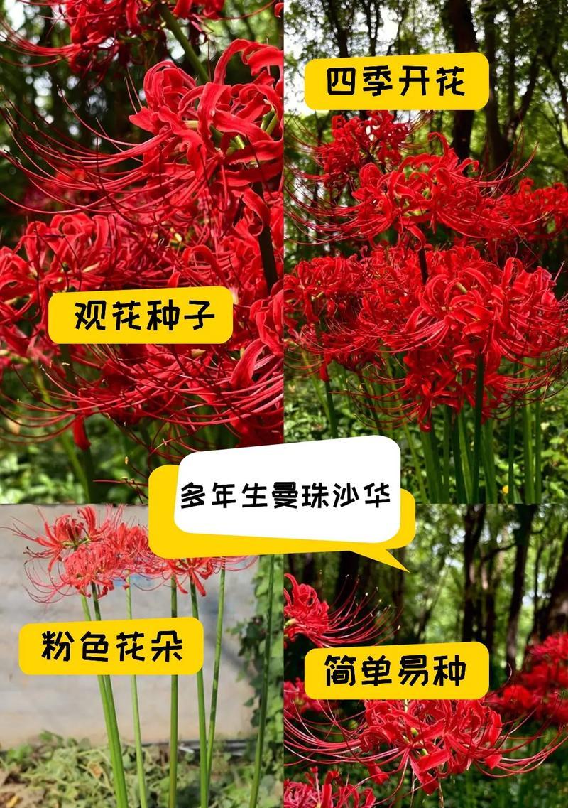 彼岸花的种植技巧是什么？彼岸花种植的常见问题有哪些？