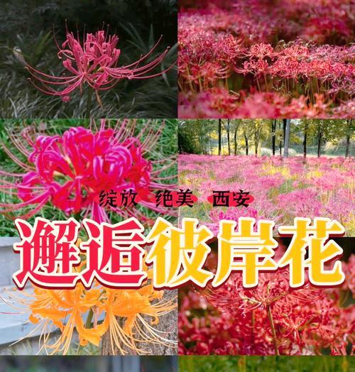 彼岸花的种植技巧是什么？彼岸花种植的常见问题有哪些？