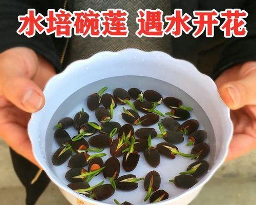 荷花种子种植步骤是什么？