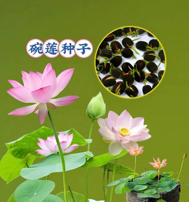 荷花种子种植步骤是什么？