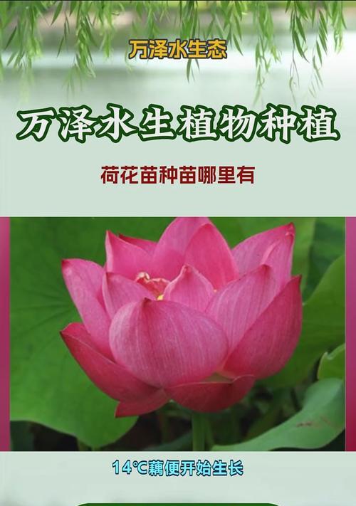 荷花种子种植步骤是什么？