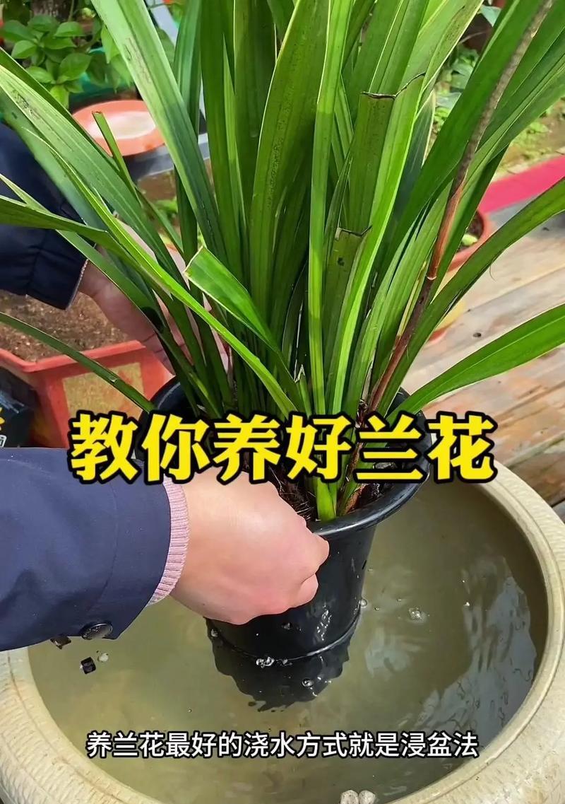 兰花养殖需要注意哪些事项？