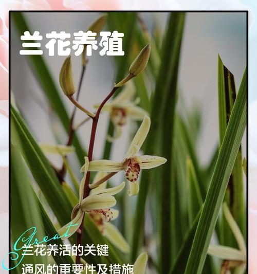 兰花养殖需要注意哪些事项？