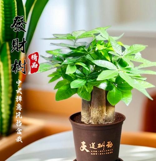 室内发财树的浇水技巧有哪些？