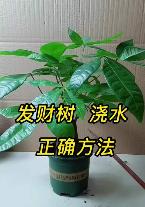 室内发财树的浇水技巧有哪些？