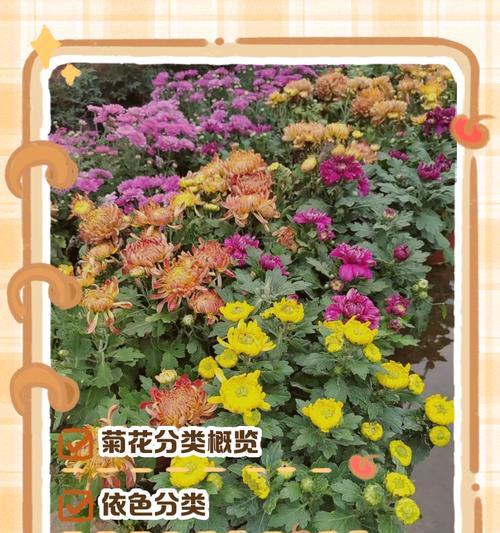 菊花的冬季养护方法是什么？如何让菊花安全过冬？