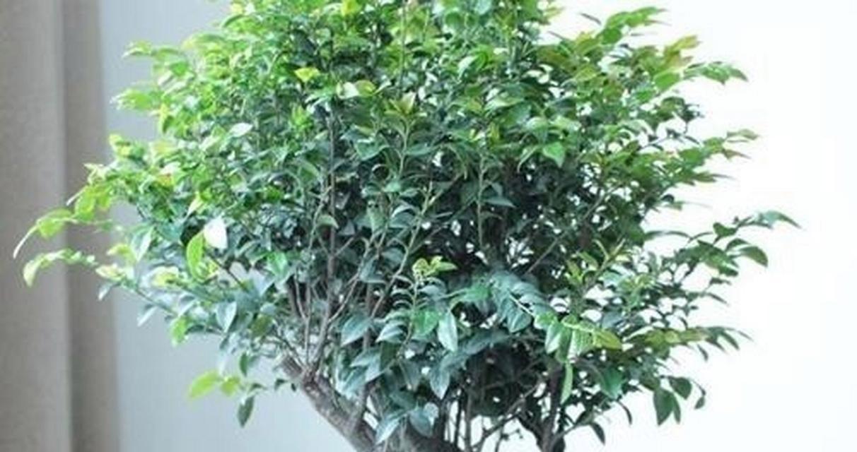 小叶花卉有哪些品种？如何选择适合的品种？