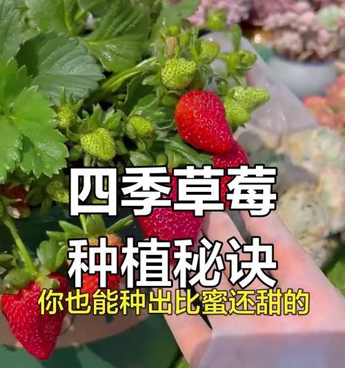 草莓的养殖方法有哪些？如何才能获得高产？