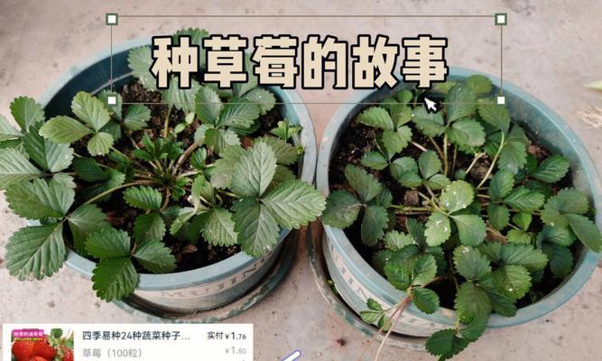 草莓的养殖方法有哪些？如何才能获得高产？