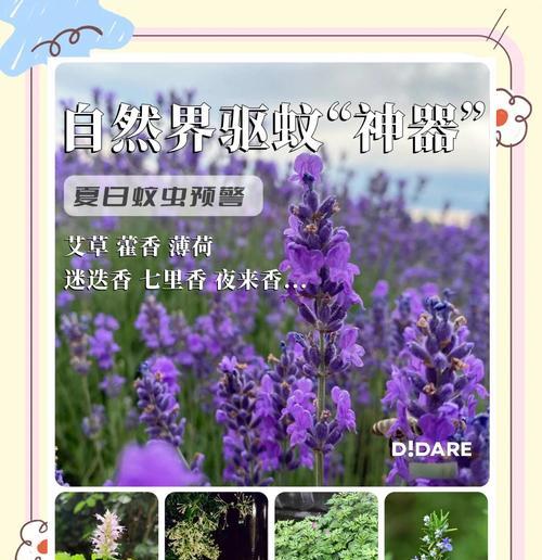 驱蚊植物有哪些？夏季必备植物推荐！