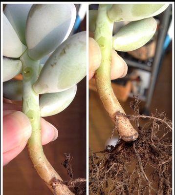 桃美人浇水的正确频率和方法是什么？