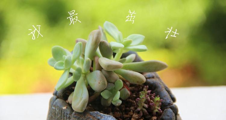 桃美人浇水的正确频率和方法是什么？