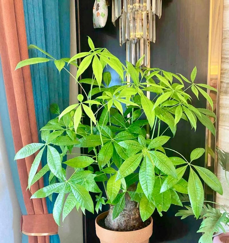 发财树浇水需要注意什么？