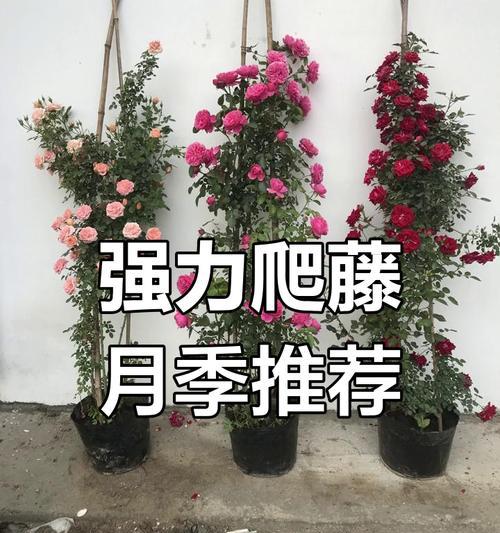 藤本花卉有哪些种类？它们的养护方法是什么？
