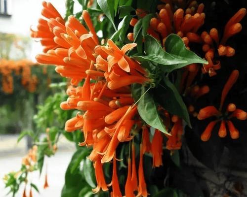 藤本花卉有哪些种类？它们的养护方法是什么？