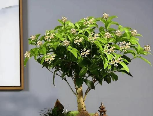 北方养桂花有哪些注意事项？如何在北方成功种植桂花？