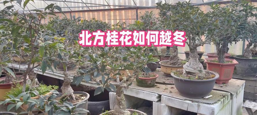 北方养桂花有哪些注意事项？如何在北方成功种植桂花？