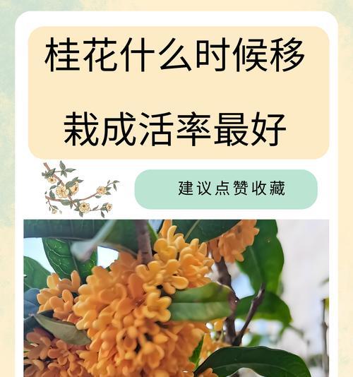 北方养桂花有哪些注意事项？如何在北方成功种植桂花？