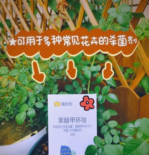 月季培育过程中需要注意哪些问题？