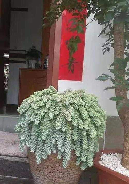 翡翠景天的养殖方法是什么？