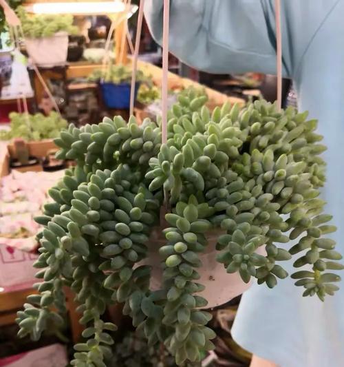 翡翠景天的养殖方法是什么？