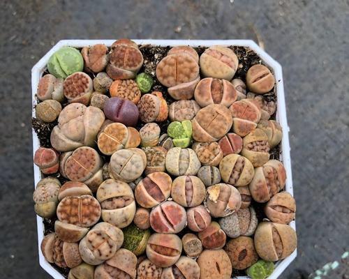 石生花哪种品种最好？石生花的养护技巧是什么？