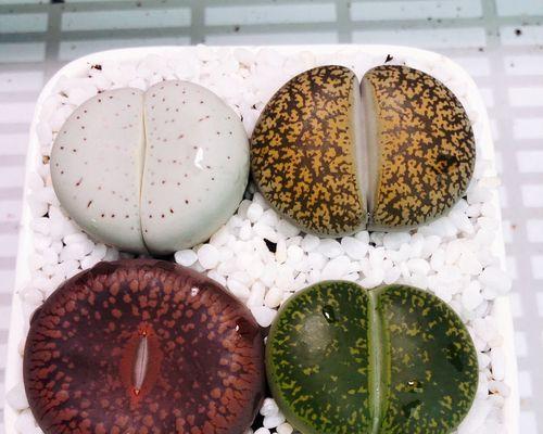石生花哪种品种最好？石生花的养护技巧是什么？