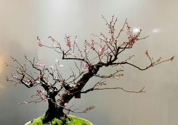 盆栽梅花有哪些独特品种？盆栽梅花的养护要点是什么？