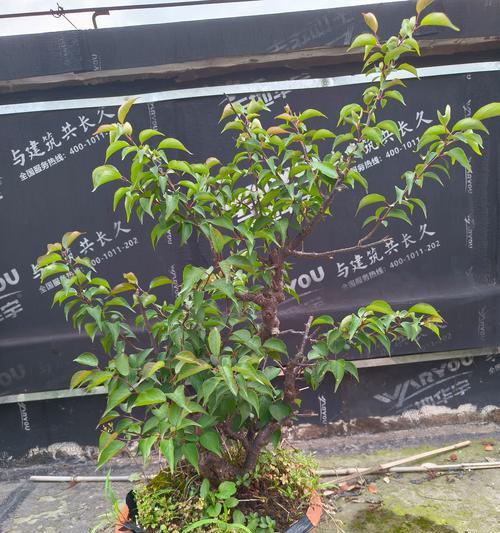 盆栽梅花有哪些独特品种？盆栽梅花的养护要点是什么？