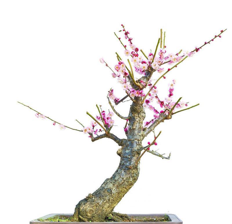 盆栽梅花有哪些独特品种？盆栽梅花的养护要点是什么？