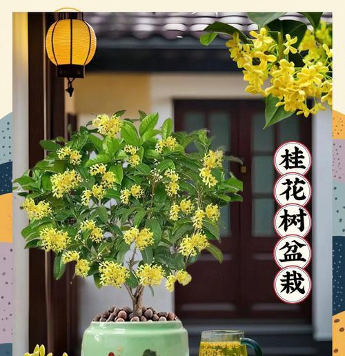 桂花开花的条件和养护技巧是什么？