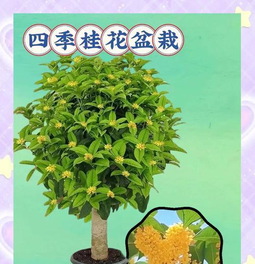 桂花开花的条件和养护技巧是什么？