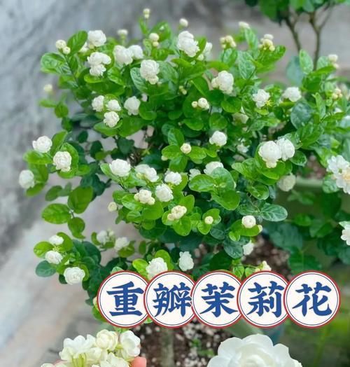 茉莉花养护秘诀：怎样才能让它持续开花？