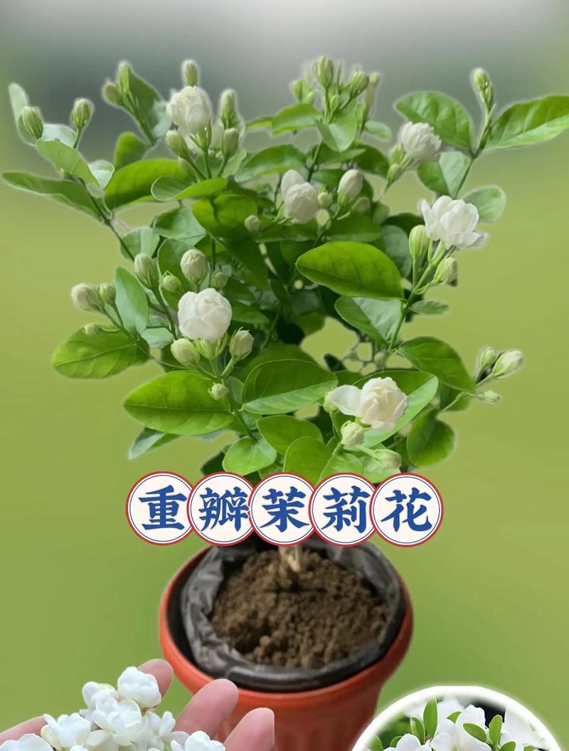 茉莉花养护秘诀：怎样才能让它持续开花？